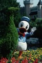 Donald Duck 80 - 3