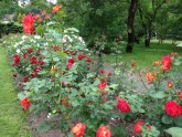 Rozes LU Botāniskajā dārzā