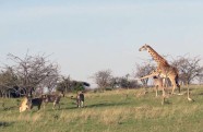 giraffe - titul