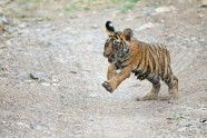 AOP7.05900896 (Bengal tiger)