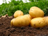 Kartupeļi, kartupeļu šķirnes, kartupelis, kartupeļu vākšana, kartupeļu rakšana, tupeņi, kartupeļu cers, vagas, kartupeļu vagas