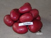 kartupeļu šķirne Sanibel, Sanibel, kartupeļi, kartupelis, tupeņi