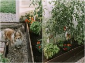 Foto: Līga Biņkovska, Līgas dārzs, dārzs, siltumnīca