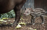 Chester Zoo - tapir calf Zathras