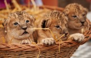 Germany Lion Cubs.JPEG-03601
