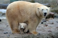 Germany Polar Bear.JPEG-00b30