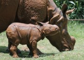 Indian Rhino Newborn.JPEG-046d7