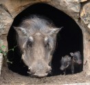 San Antonio Zoo-Warthogs.JPEG-0c4c1