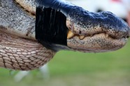 Alabama Alligator