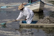Meksikā izskalo 48 tonnas beigtu zivju  - 3