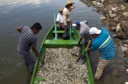 Meksikā izskalo 48 tonnas beigtu zivju  - 6