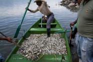 Meksikā izskalo 48 tonnas beigtu zivju  - 7