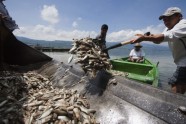 Meksikā izskalo 48 tonnas beigtu zivju  - 8