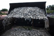 Meksikā izskalo 48 tonnas beigtu zivju  - 9