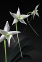 Jason Gamrath Glass Orchids