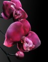 Jason Gamrath Glass Orchids - 3