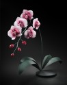 Jason Gamrath Glass Orchids - 5