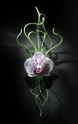 Jason Gamrath Glass Orchids - 6