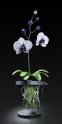 Jason Gamrath Glass Orchids - 11