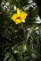 Jason Gamrath Glass Orchids - 17