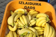 Andris Gauja dala banānus - 10