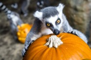 Czech Republic Zoo Halloween.JPEG-033e5