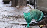 green cat Varna