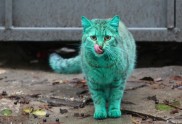 AOP7.06488726 (Green cat, zals kakis)