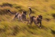Cheetahs, Masai Mara, 200 metres