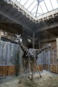 Домик жирафов в Рижском зоопарке