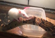Snake-and-Rat-BFF