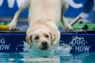 dog diving (1)