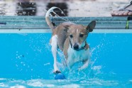 dog diving (2)
