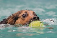 dog diving (8)