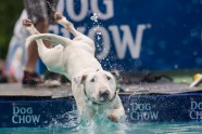 dog diving (9)