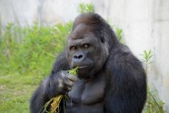 gorilla (1) - titul