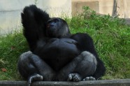 gorilla (1)
