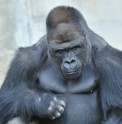 gorilla (2)