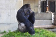 gorilla (3)