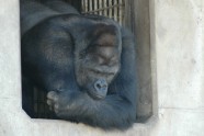 gorilla (4)