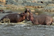 hippo (2)