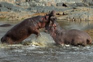 hippo (3)