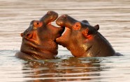 hippo (6)