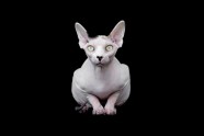 sphynx-cat-photos-by-alicia-rius-3