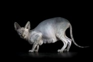 sphynx-cat-photos-by-alicia-rius-5