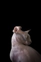 sphynx-cat-photos-by-alicia-rius-9