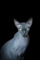 sphynx-cat-photos-by-alicia-rius-10