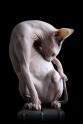 sphynx-cat-photos-by-alicia-rius-16