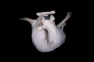 sphynx-cat-photos-by-alicia-rius-18