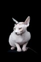 sphynx-cat-photos-by-alicia-rius-19